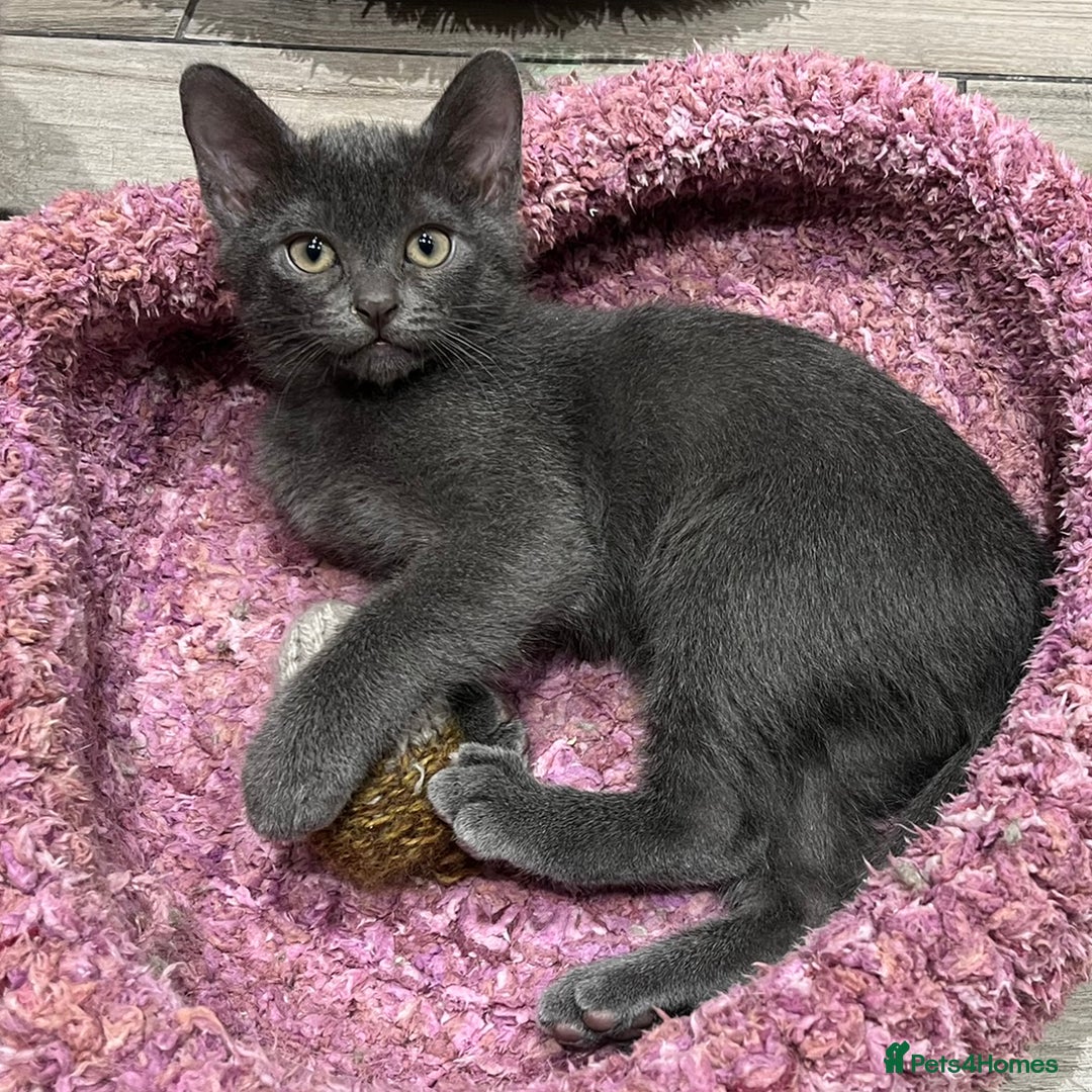 Burmese cats for sale: Quality Blue GCCF registered boy - Advert 6