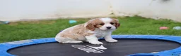 Cavachon dogs for sale: Beautiful Cavachon puppies for sale - Advert 23