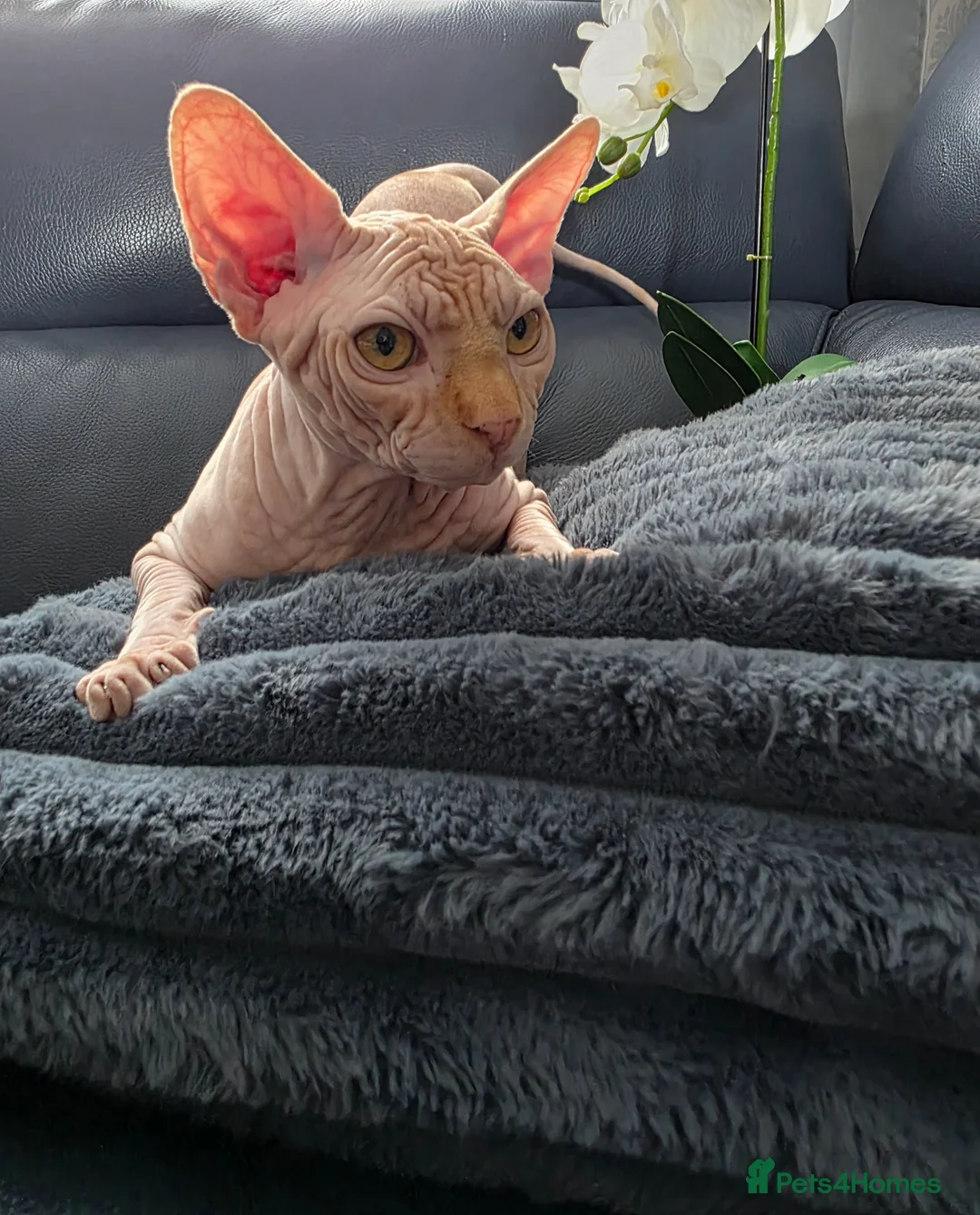 Sphynx cats for sale: Affectionate Sphynx Boy Jerry Looking Loving Home - Advert 2