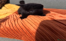 Domestic Shorthair cats for sale: ✨ Adorable Black Kittens Ready for Loving Homes  - Image 9