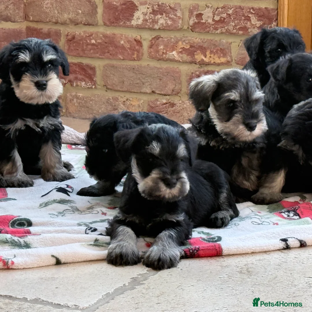 Miniature Schnauzer dogs for sale: 🌟Adorable Miniature Schnauzers Puppys 🌟 - Advert 16