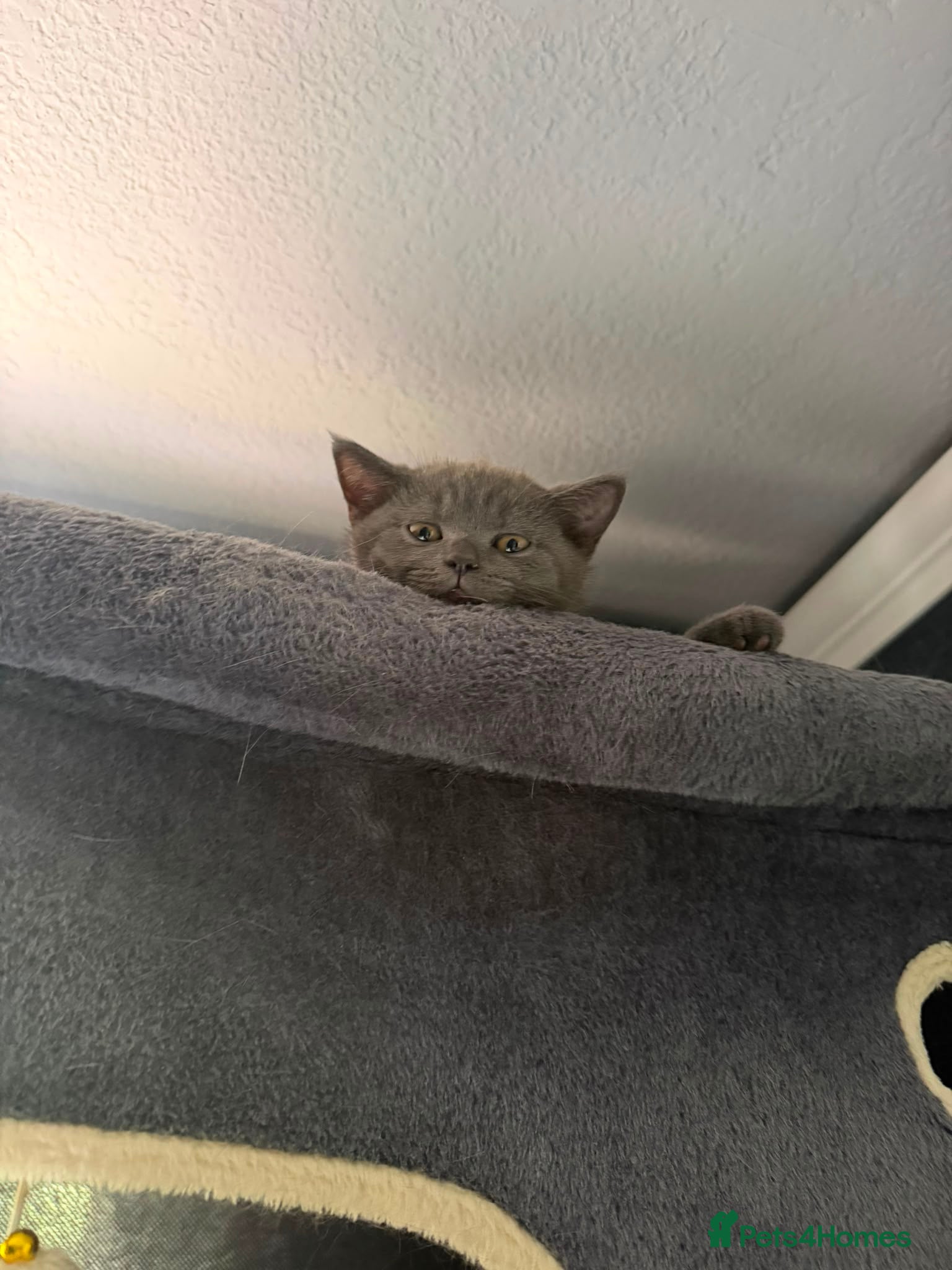 Scottish Fold cats 🐾 Adorable Scottish Straight– Last Boy ! 🩶 - Advert 9