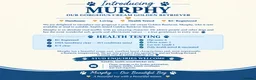 Golden Retriever dogs for stud: MURPHY: GENETICALLY CLEAR, HANDSOME STUD DOG - Advert 2