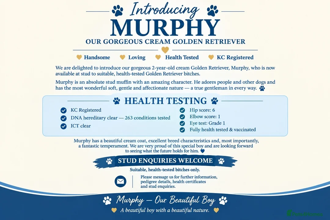 Golden Retriever dogs for stud: MURPHY: GENETICALLY CLEAR, HANDSOME STUD DOG - Advert 2