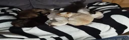 Mixed Breed cats for sale: 3 beautiful burmese X kittens  in Ilkley - Advert 22