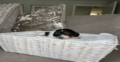Miniature Dachshund dogs - Advert 6