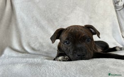 Staffordshire Bull Terrier dogs for sale: 🩷Last 1 remaining beautiful Staffy Brindle Girl🩷 - Image 5
