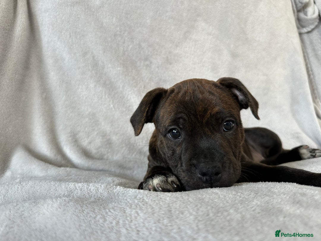 Staffordshire Bull Terrier dogs for sale: 🩷Last 1 remaining beautiful Staffy Brindle Girl🩷 - Image 5