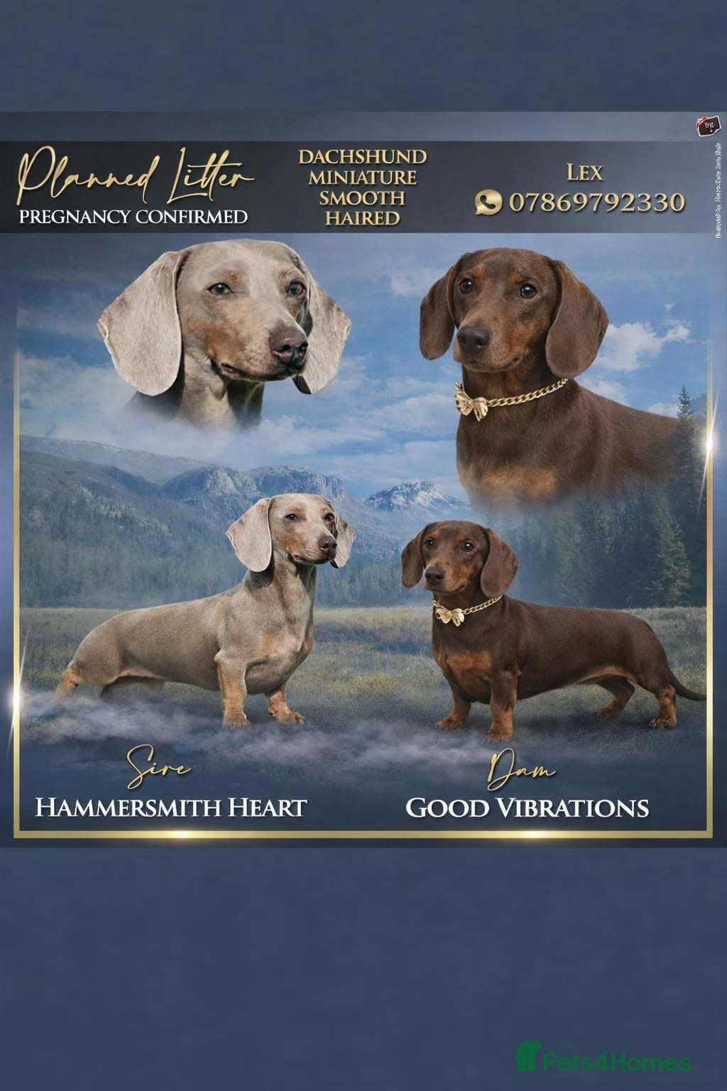 Miniature Dachshund dogs Miniature dachshund KC - Advert 2