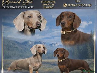 Miniature Dachshund dogs Miniature dachshund KC - Advert 14