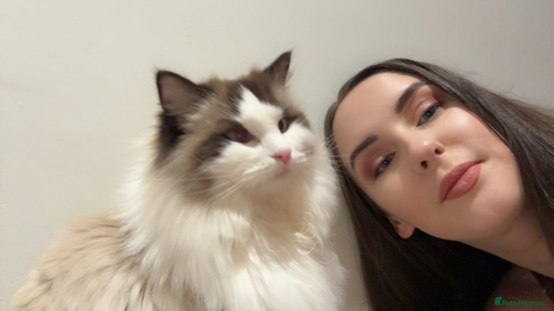 Ragdoll cats for sale: 10 Month Female GCCF Ragdoll Seeking Forever Home - Advert 9