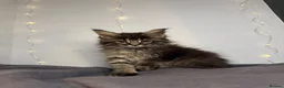 Maine Coon cats for sale: Georgeous Maine Coon kittens  - Advert 13