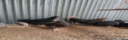 Hens poultry for sale: 16 weeks + Black Marren Cockerals  - Advert 3