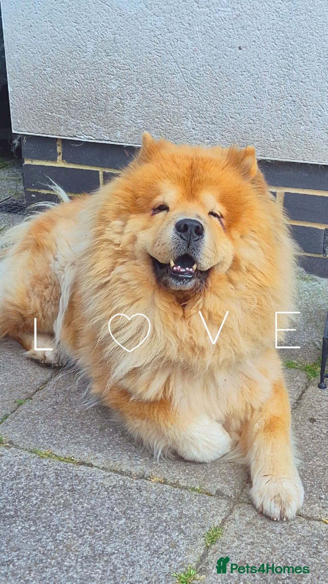 Chow Chow dogs Chow Chow Stud  - Advert 11