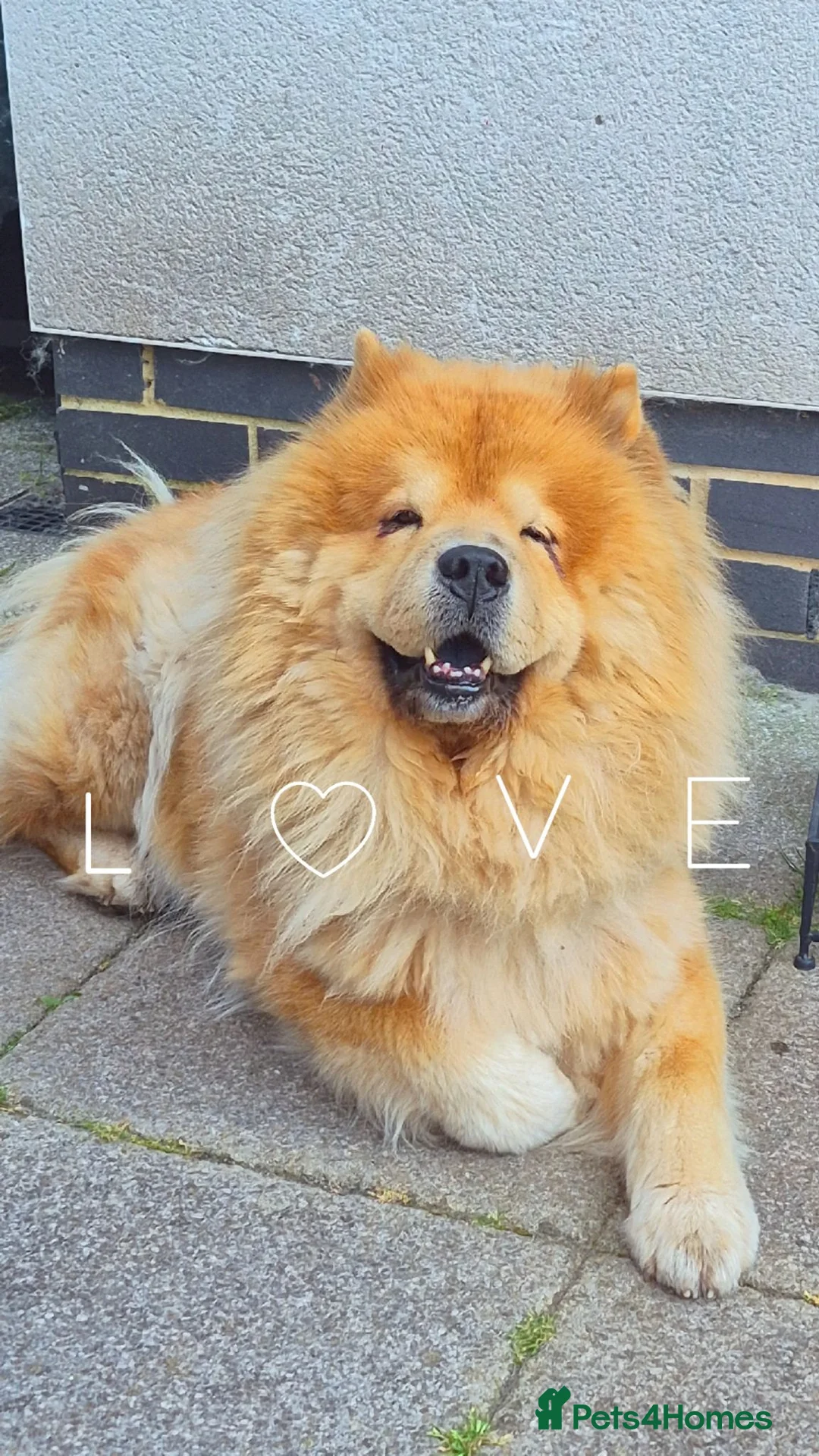 Chow Chow dogs for stud: Chow Chow Stud  - Advert 1