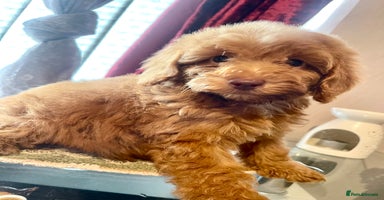 Cavapoo dogs - Advert 11