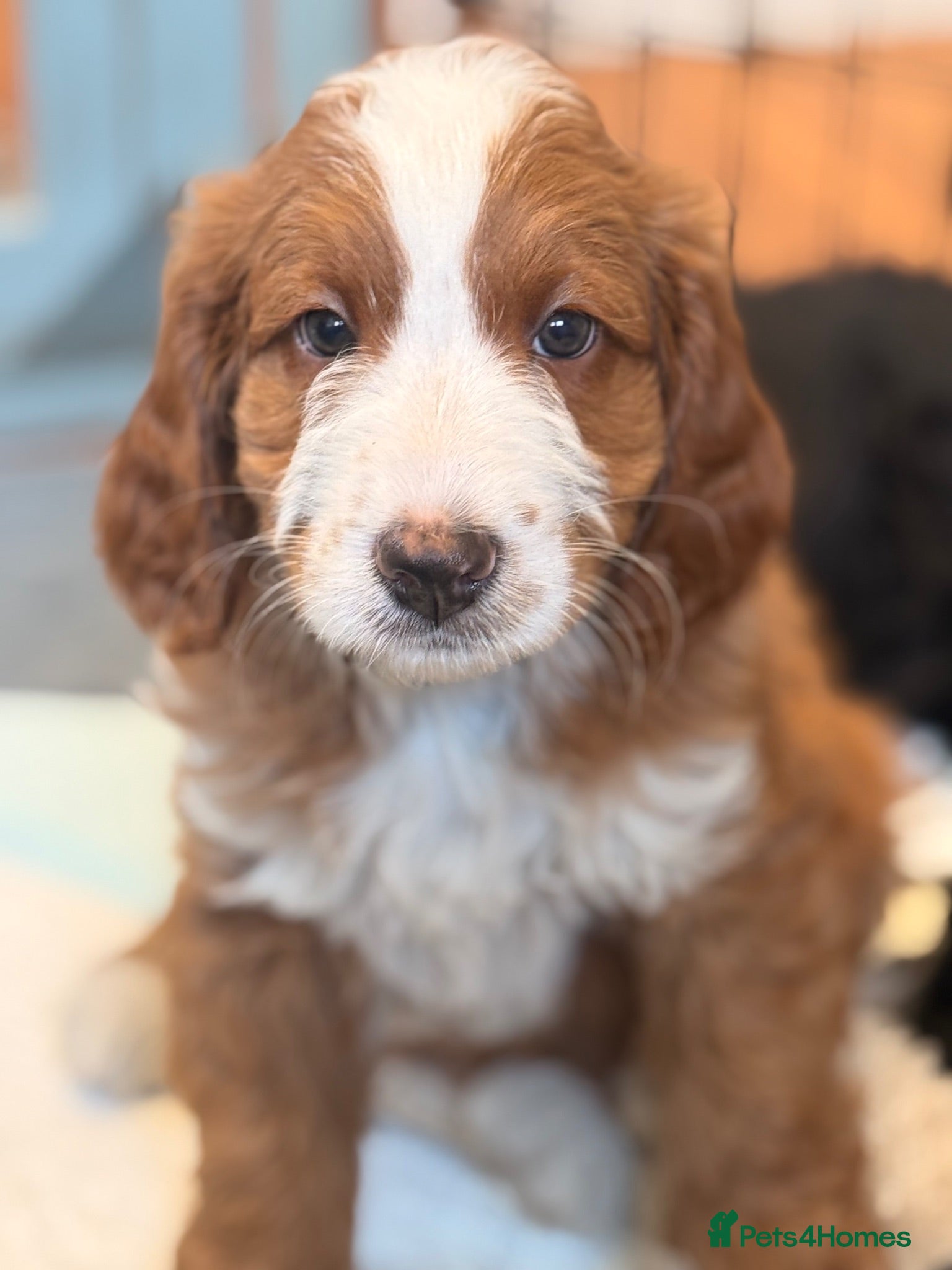 Bernedoodle dogs Beautiful Bernidoodles - Advert 1