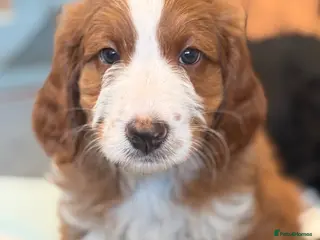 Bernedoodle dogs Beautiful Bernidoodles - Advert 1