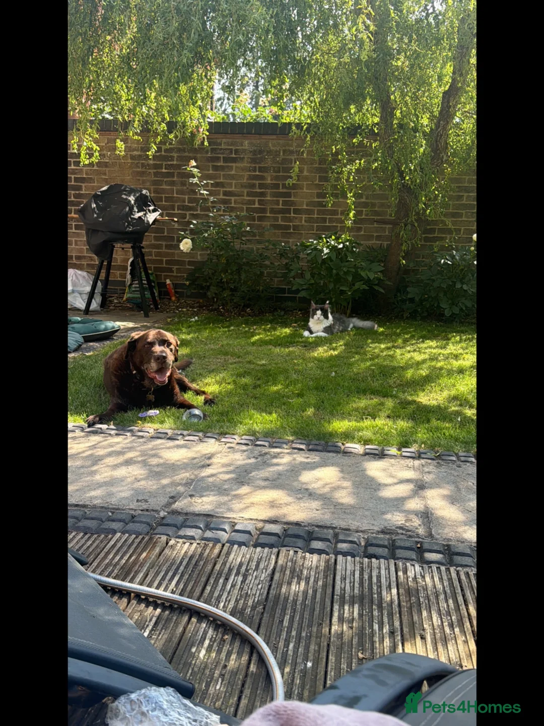 Maine Coon cats for stud: 🥥bounty🥥 🔆Large & lovely boy for stud🔆 - Advert 2