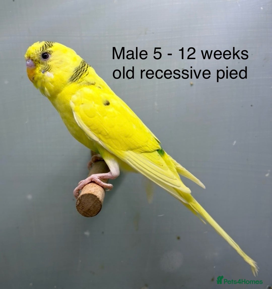 Budgerigars birds for sale: Beautiful baby budgies  - Image 8