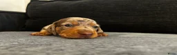 Miniature Dachshund dogs for sale: Beautiful miniature dachshund puppies 💙🩷 - Advert 13