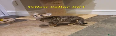 Yellow Collar Girl
