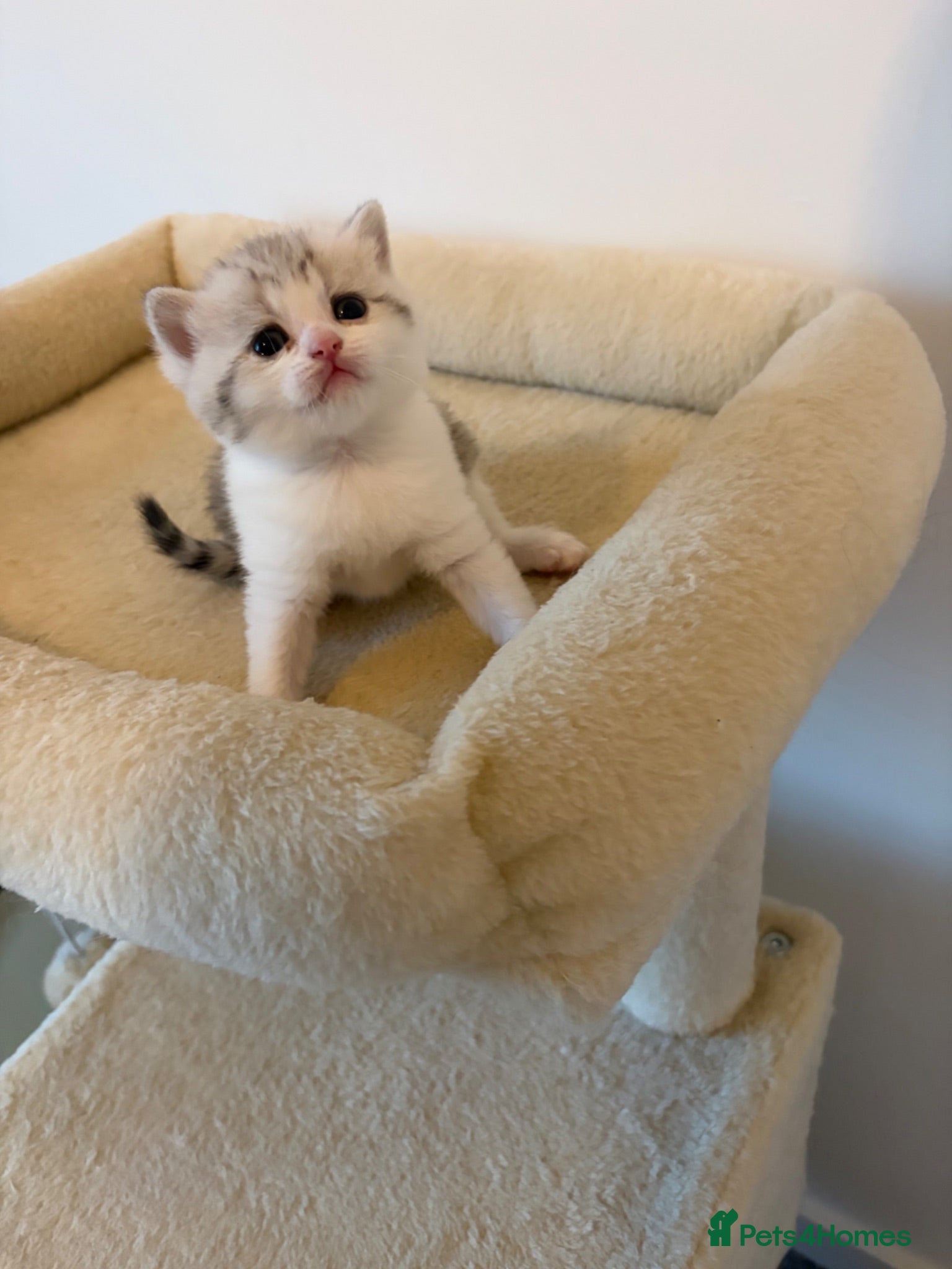 British Shorthair cats Beautiful British Shorthair Male Kittens 🐾 - Advert 3