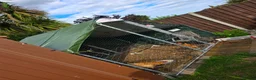 Mixed Breed birds for sale: 4 chickens and whole set up - Advert 3