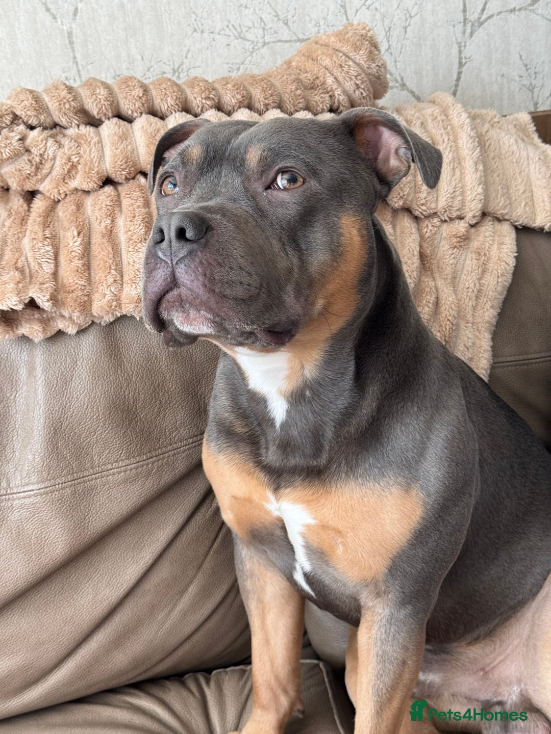 Staffordshire Bull Terrier dogs for stud: Bear the Tri-Colour Staffy - Advert 6