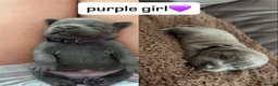 Staffordshire Bull Terrier dogs for sale: Six beautiful blue/brindle staffy puppies. - Advert 8