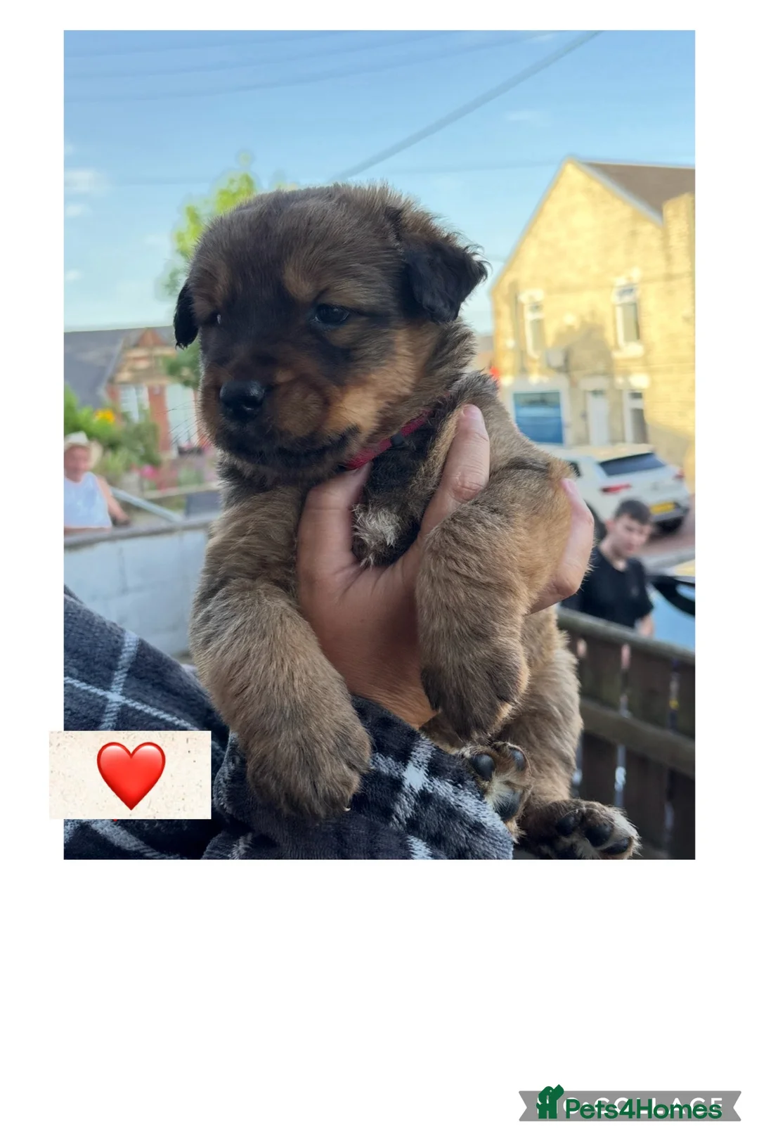 Mixed Breed dogs for sale: American Akita x Rottweiler puppys - Advert 2