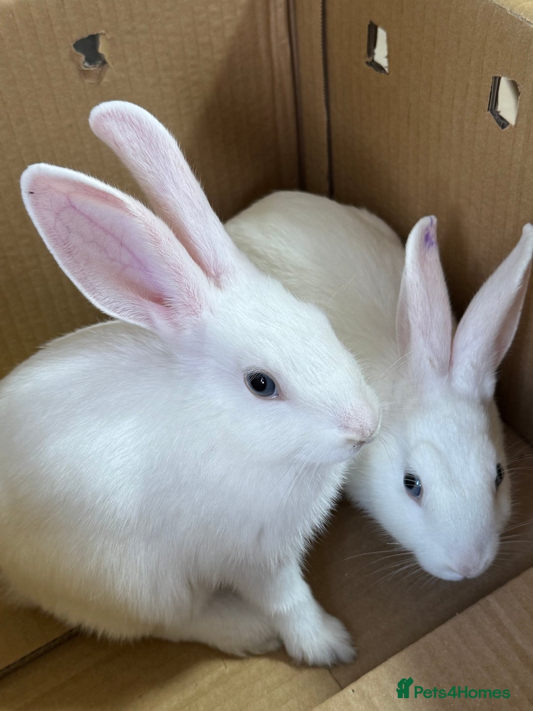 Mixed Breed rabbits for sale: 2 baby bunnies ready for new Homes - Image 4