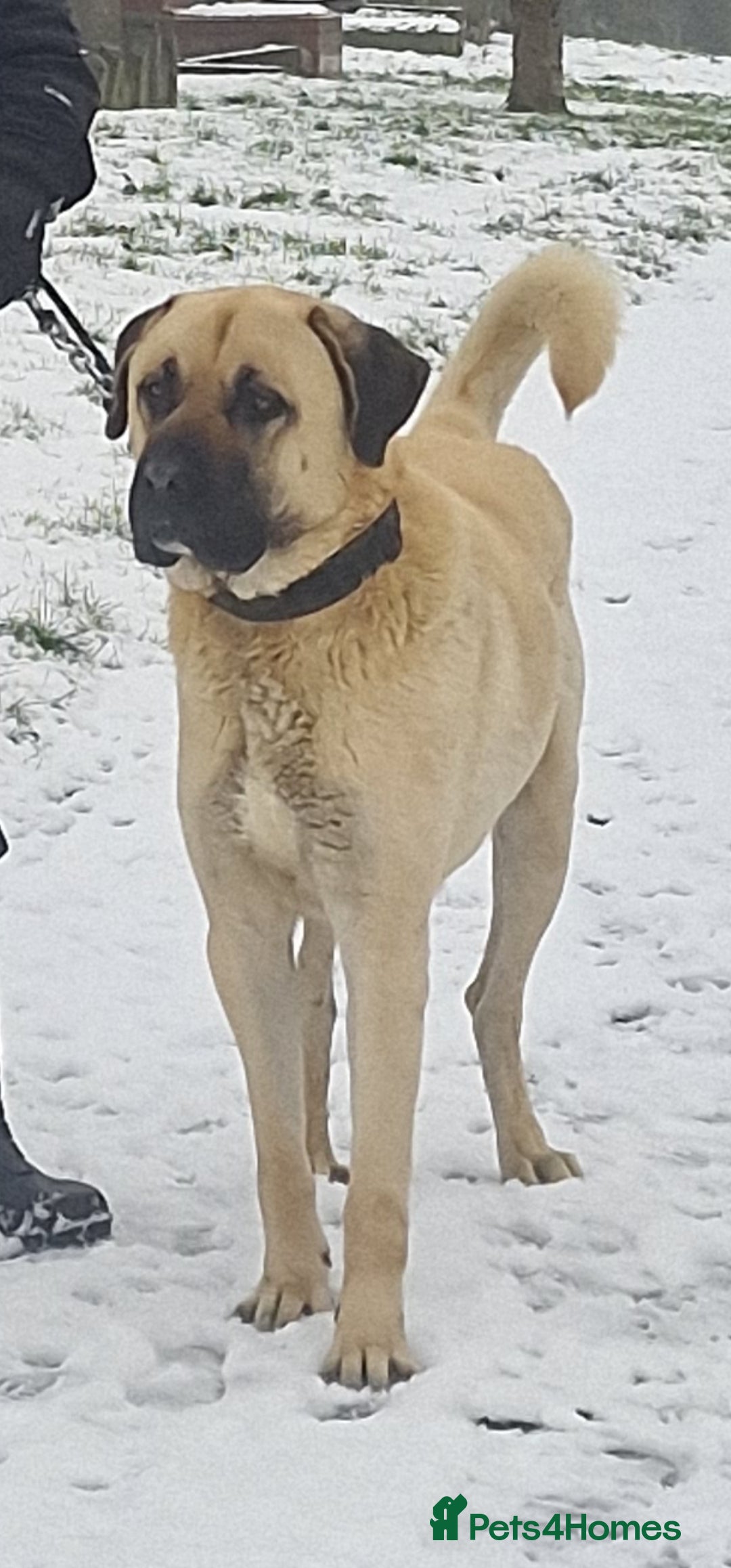 Turkish Kangal dogs 5 years old Male Turkish Kangal in Sheffield - Advert 2