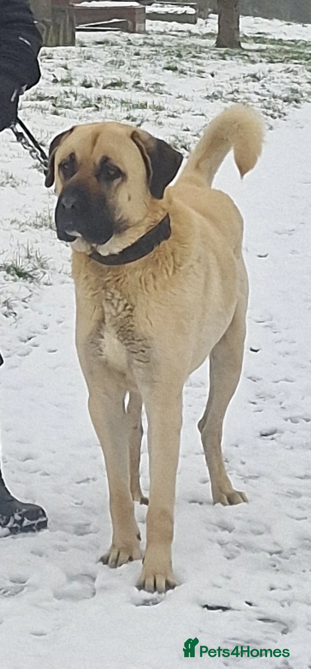 Turkish Kangal dogs for sale: 5 years old Male Turkish Kangal in Sheffield - Advert 1
