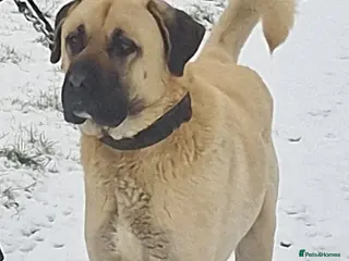 Turkish Kangal dogs 5 years old Male Turkish Kangal in Sheffield - Advert 2