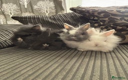 Lionhead rabbits for sale: 4 lionhead x Netherland dwarf mix breeds - Image 2