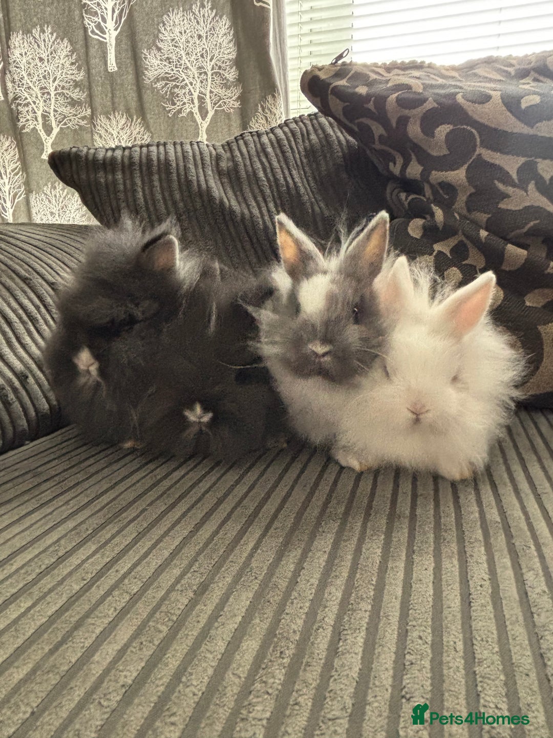 Lionhead rabbits for sale: 4 lionhead x Netherland dwarf mix breeds - Image 2
