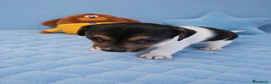 Jack Russell Puppy 4