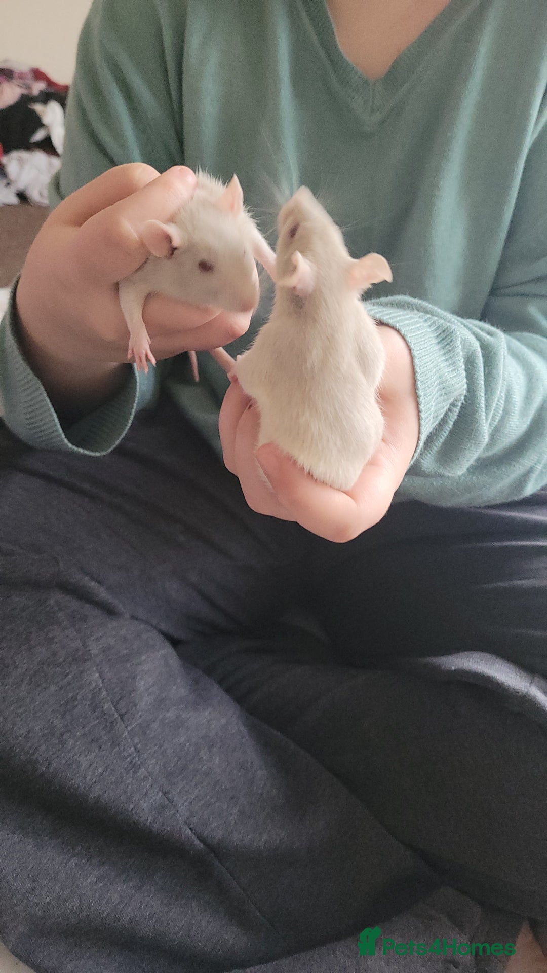 Rat rodents for sale: Male and female rats ❤️💙 - Advert 2