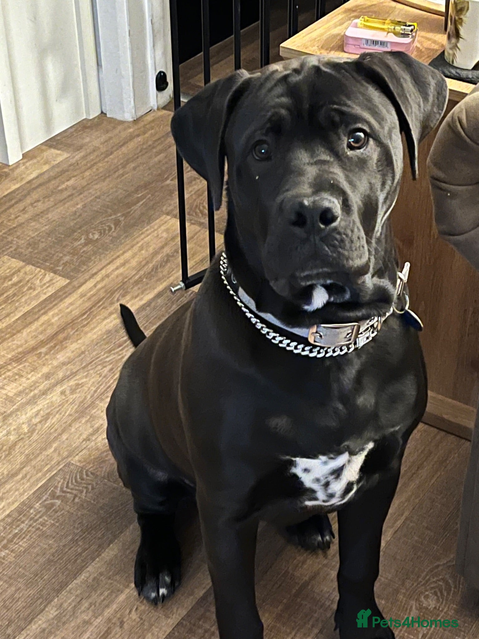 Mixed Breed dogs DDB X Dalmatian  - Advert 3