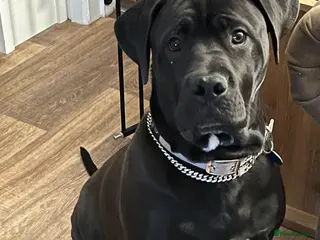 Mixed Breed dogs DDB X Dalmatian - Advert 1