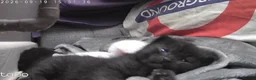 Mixed Breed cats for sale: 2 male black kittens - Advert 5