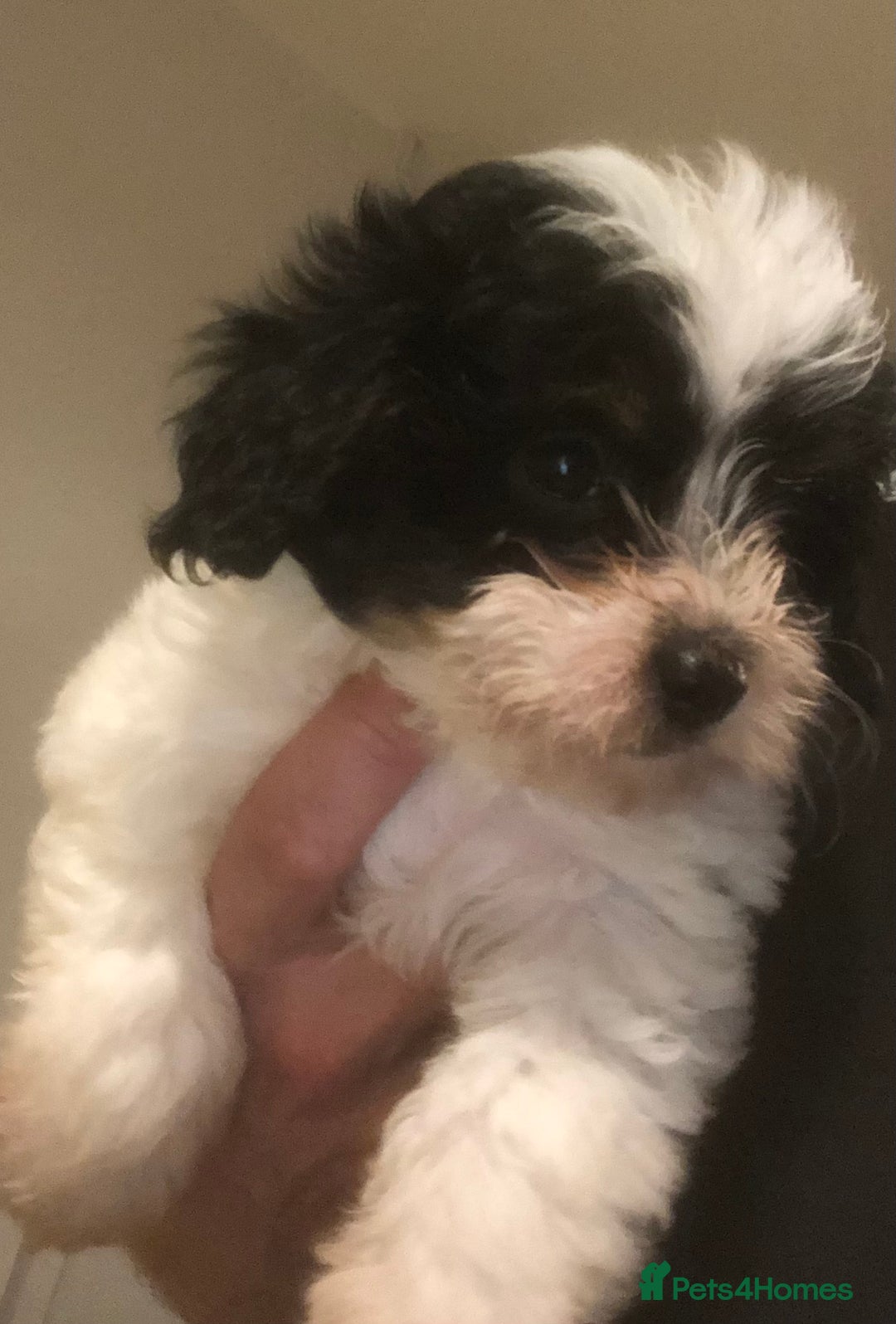 Mixed Breed dogs for sale: Poodle x Maltizu puppies - Advert 5