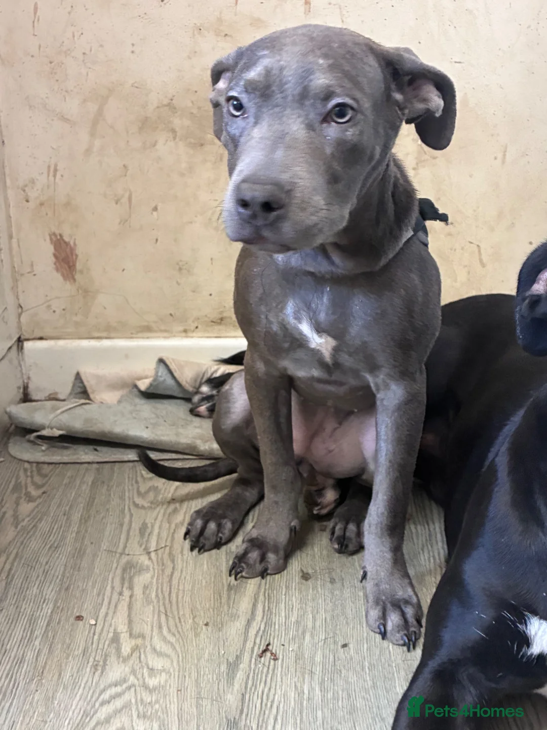 Mixed Breed dogs for sale: Lurcher cross pup  - Advert 3