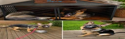 German Shepherd dogs for sale: Stunning 7-Month-Old Pedigree German Shepherd - Advert 2