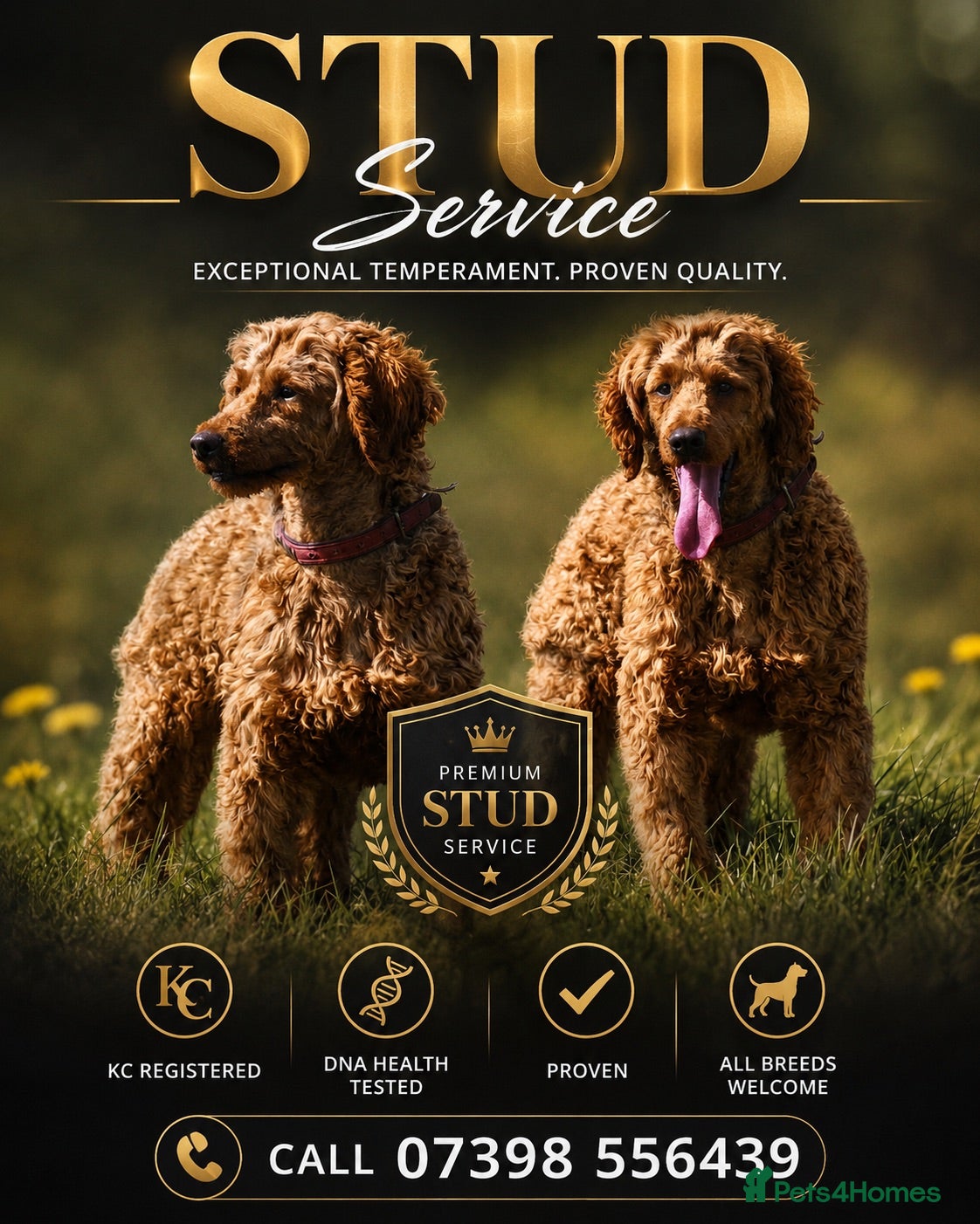 Miniature Poodle dogs Health tested red kc miniature poodle stud  - Advert 10