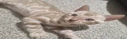 Bengal cats for sale: Only 1 Remaining! TICA Health Tested Kittens - Advert 14