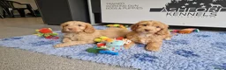 Cockapoo dogs for sale: STUNNING RARE COLOUR F1 TOY COCKAPOOS  - Advert 6