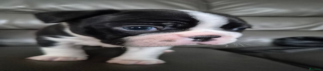 Boston Terrier Puppy 1