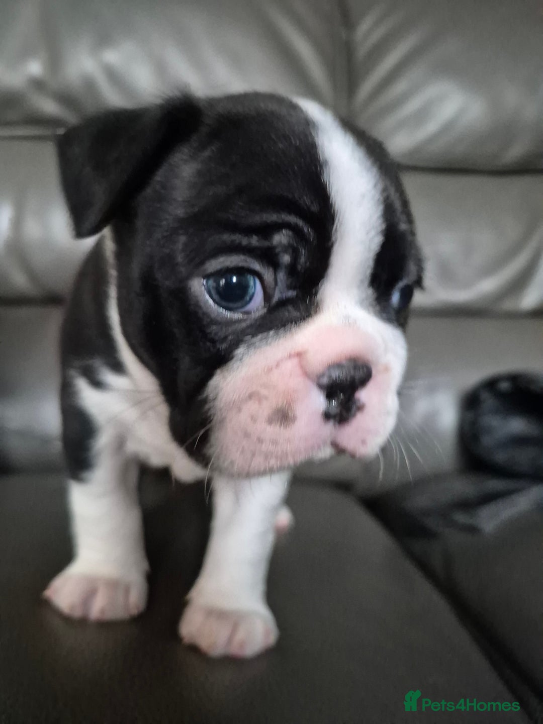 Boston Terrier dogs for sale: BOSTON TERRIER PUPPIES - Image 5